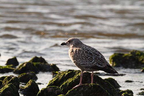Junge Möwe genießt den Ausblick auf die Nordsee