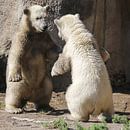 Zwei eisbären tanzen zusammen von Fotografie Jeronimo Miniaturansicht
