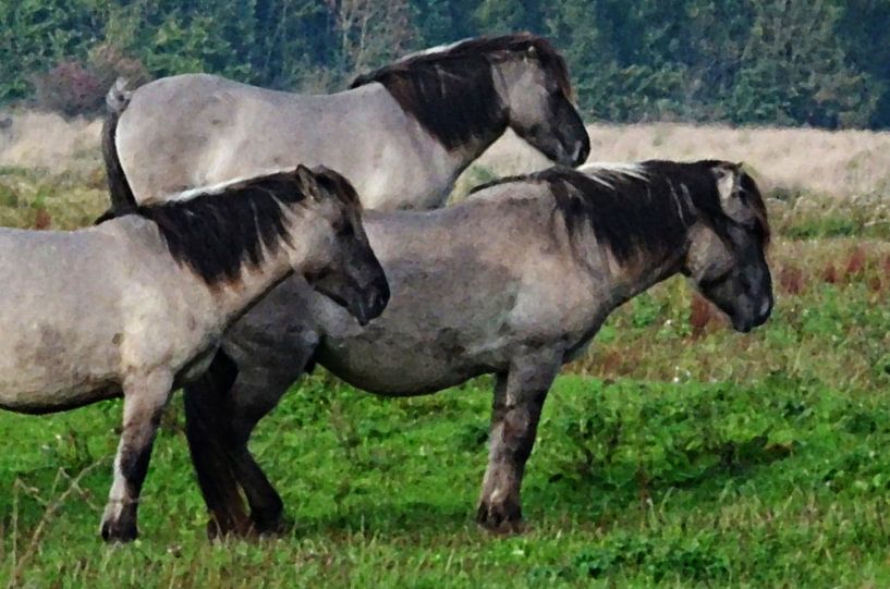 Kingfishers by Erik Johansson