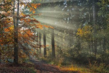 Herfstbos met zonnestralen