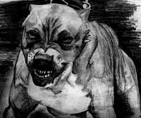 Pitbull