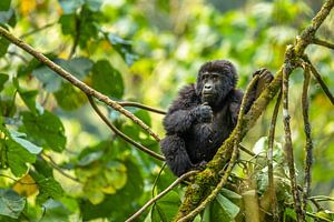 Ein Baby-Berggorilla. von Gunter Nuyts