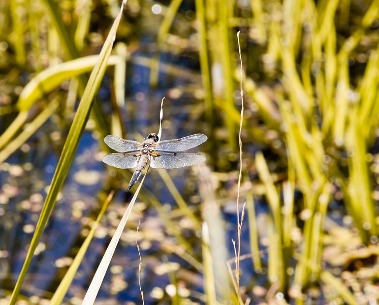 Libelle auf dem Schilf von Kirtah Designs