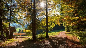 prachtig herfstbos bij uitkijkpunt Prinzenruhe Bad Wiessee van SusaZoom