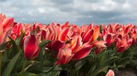 Tulpenfeld mit roten Tulpen von Irene Kuizenga Miniaturansicht