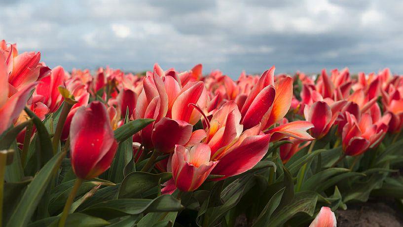 Tulpenfeld mit roten Tulpen von Irene Kuizenga