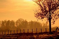 Behind the fence