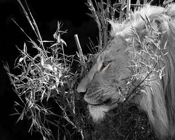 Male Lion black and white with color eyes van Patrick van Bakkum