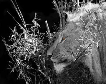 Male Lion black and white with color eyes