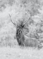 Der Hirsch
