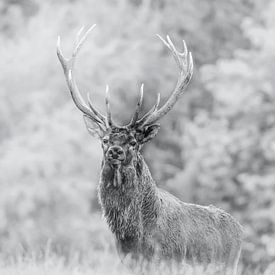 The deer by Wildpix imagery