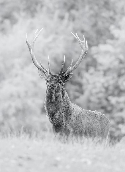 The deer by Wildpix imagery