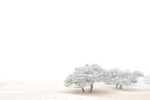 Monde blanc 2