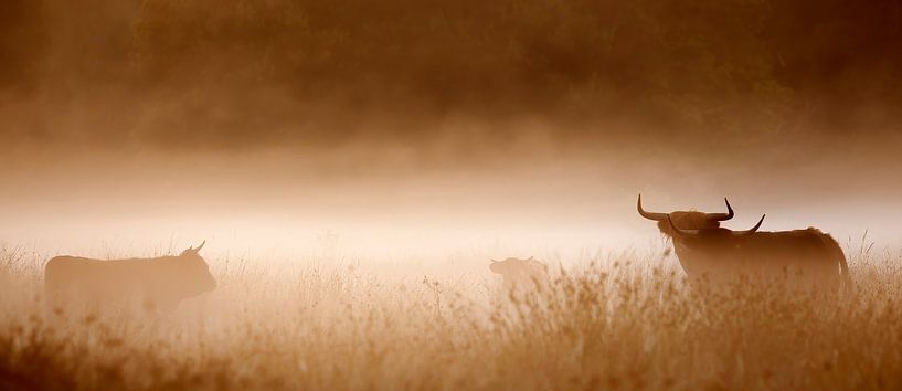 Scottish Highlander by Richard Kamphuis