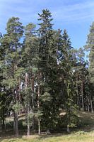 Skurugata