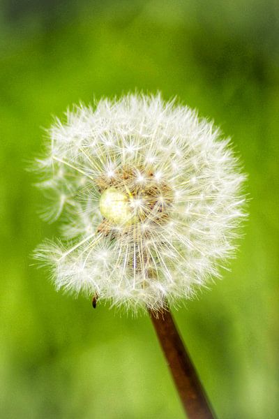 Perfectly imperfect by Sonja Onstenk