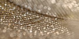 Waterdruppeltjes op een gouden veer van Marjolijn van den Berg