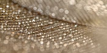 Waterdruppeltjes op een gouden veer