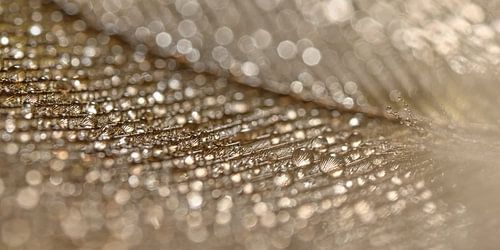 Waterdruppeltjes op een gouden veer