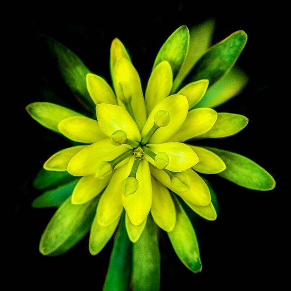 Woestijnbloem op Lanzarote met geel, groen en zwart von Harrie Muis