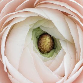 Zarte Pastell-Butterblume in Nahaufnahme von Doris van Meggelen