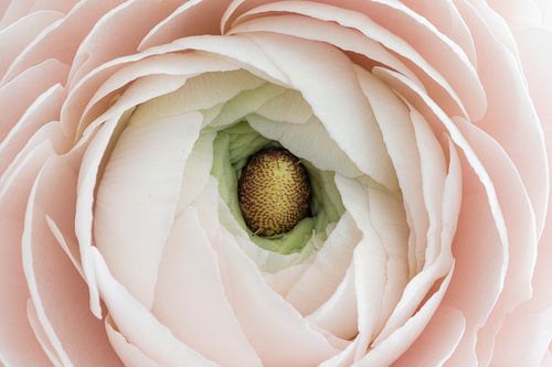 Zachte pastel boterbloem in macro