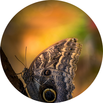 Caligo eurilochus - Uilvlinder - Texel van Texel360Fotografie Richard Heerschap