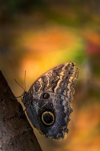 Caligo eurilochus - Uilvlinder - Texel