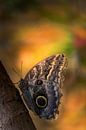 Caligo eurilochus - Uilvlinder - Texel van Texel360Fotografie Richard Heerschap thumbnail