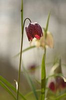 Kievitsbloem