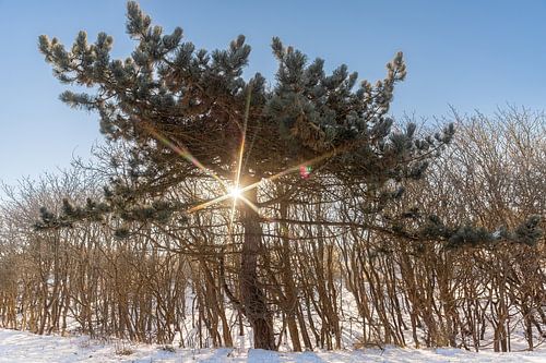 Dennenboom met zonnestralen in de duinen van Noordwijk