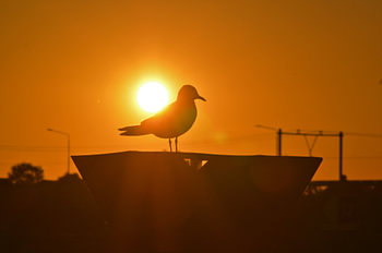 Meeuw bij zonsondergang