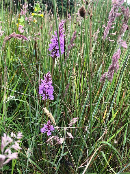 Wilde Orchidee 2 von tania mol