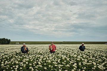 Aardappelboeren II van Inge Marije de Boer