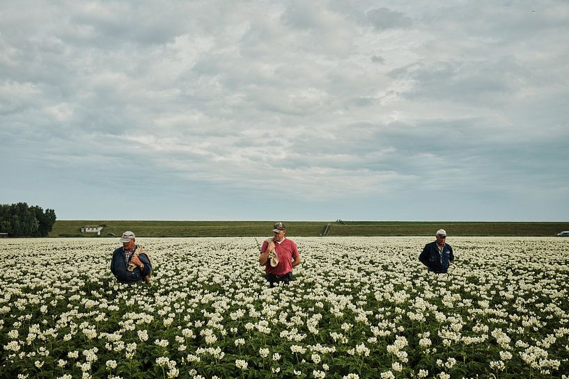 Aardappelboeren II van Inge Marije de Boer
