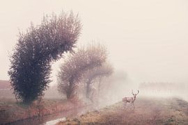 Misty Morning with Deer and Willows - Calming Nature Photography for Home by Elianne van Turennout