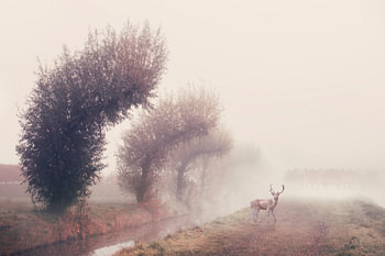 Nebeliger Morgen mit Rehen und Weiden - Beruhigende Naturfotografie für Zuhause