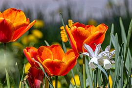 Floral : Eine Mischung aus Frühlingsschönheit von Photoart-Naegele