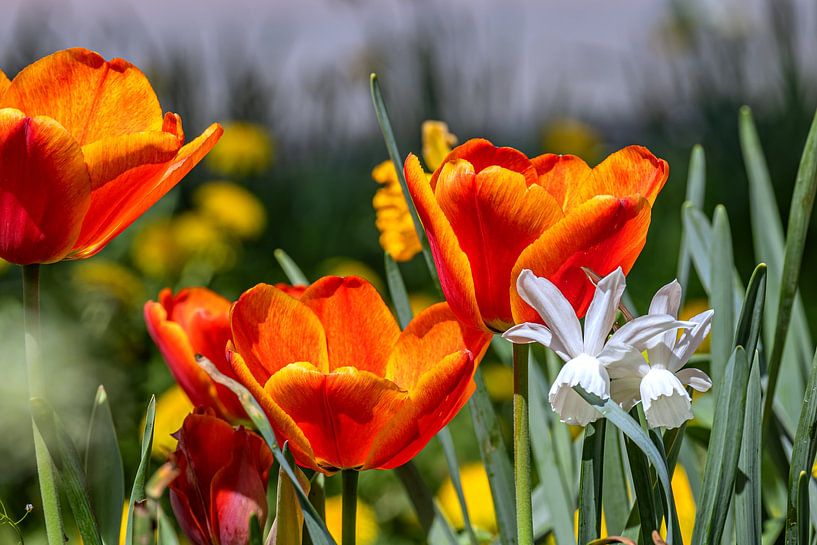 Floral : A mixture of spring beauty by Photoart-Naegele