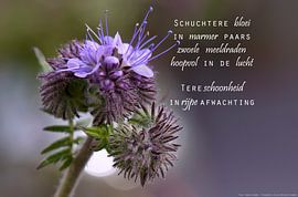 Paarse bijenvriend sur Beeld en Poëzie