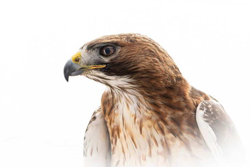 Hawk by Greetje van Son