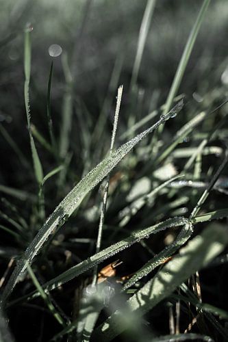 Dauw op een grasspriet in dramatische kleuren van Leo Schindzielorz