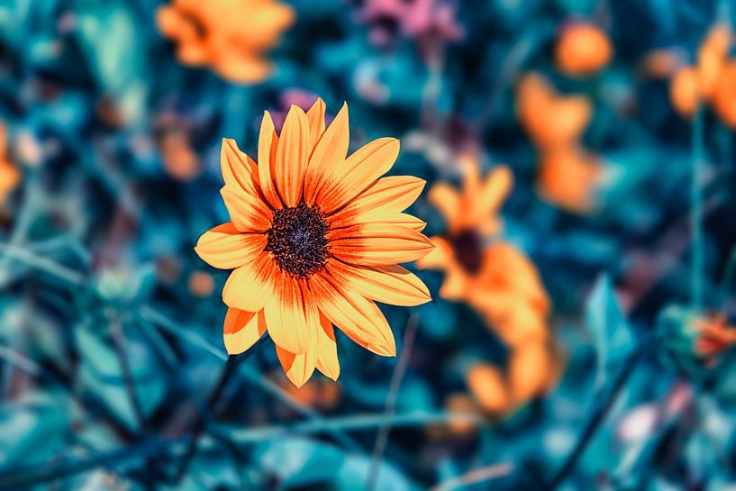 Blumenbeet von Manjik Pictures