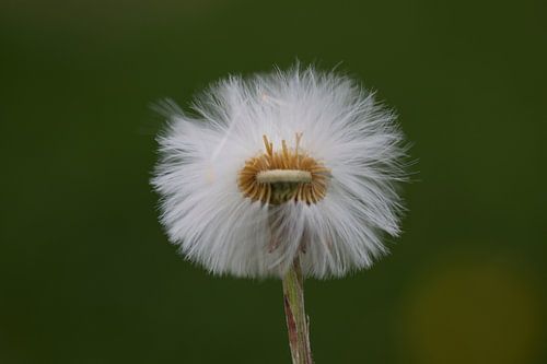 White fluff with green background