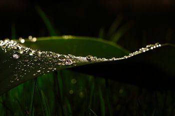 Wasserperlen auf grünem Blatt