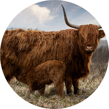 Schotse Hooglander koe met kalf in natuurgebied van Marjolein van Middelkoop
