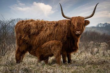 Scottish Highlander cow with calf in nature reserve