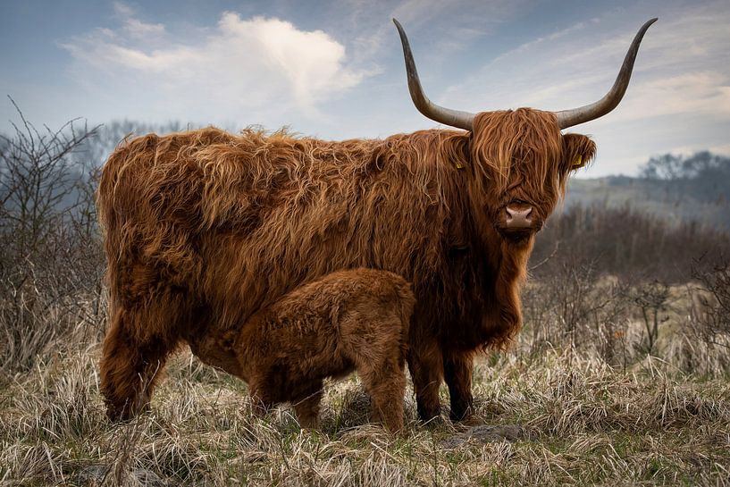 Schottische Highlander-Kuh mit Kalb im Naturschutzgebiet von Marjolein van Middelkoop