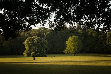 De beaux arbres dans le parc aux cerfs