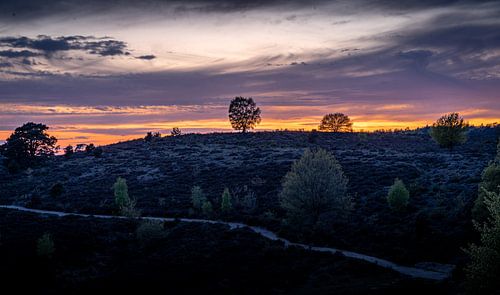 Lonely tree during sunset at the Veluwe
